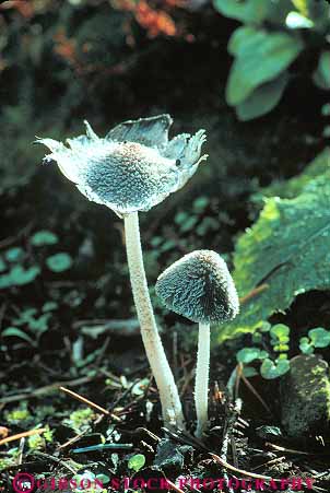 Stock Photo #13825: keywords -  california floor forest growing habitat habitats mushroom mushrooms nature plant plants saprophyte saprophytic vert weaverville wild wilderness