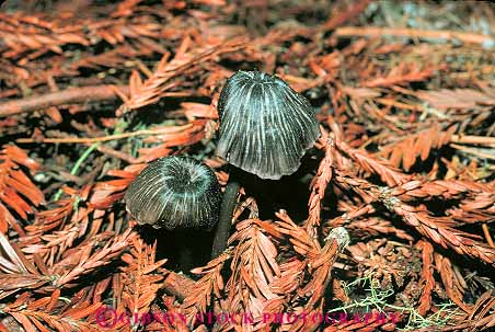 Stock Photo #13826: keywords -  california creek fungi fungus growing habitat habitats horz in mushroom mushrooms nature needles park parks plant plants prairie public redwood redwoods saprophyte saprophytic state wild wilderness