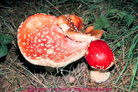 Stock Photo #13827: keywords - bright california color colorful fungi fungus growing habitat habitats horz in mushroom mushrooms nature needles pine plant plants red saprophyte saprophytic wild wilderness