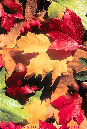 Stock Photo #13865: keywords - and assorted assortment autumn berries berry bright color colorful different fall foliage leaf leaves mix mixed pattern patterns season seed seeds tree varies variety vary varying vert