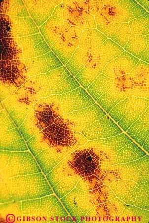 Stock Photo #13866: keywords - bright california closeup color colorful cottonwood detail fall foliage green leaf leaves pattern patterns season vein veins vert yellow
