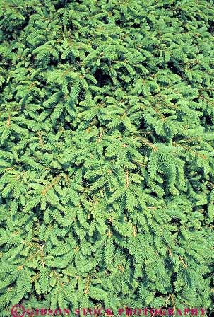 Stock Photo #13867: keywords -  bush chlorophyll evergreen geometric geometrical green healthy needle needles pattern patterns photosynthesis shrub texture textures tree trees vert