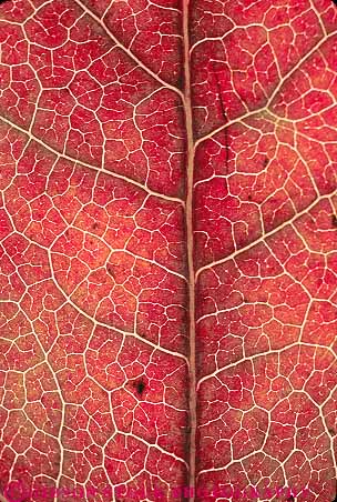Stock Photo #13868: keywords -  abstract abstraction abstracts autumn branches branching bright closeup color colorful detail fall foliage leaf maple nature pattern patterns plant plants red season sugar texture textures vein veins vert