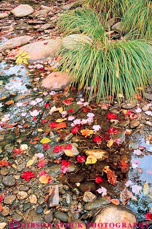 Stock Photo #13869: keywords - autumn bed color colorful creek creeks fall floor foliage forest leaf leaves nature pattern patterns plant plants season stream streams vermont vert water
