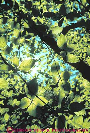 Stock Photo #13870: keywords -  bright california chlorophyll colorful dogwood forest green in leaf leaves nature pattern patterns photosynthesis plant plants sky skyward sun sunny sunshine tree up upward upwards vert view