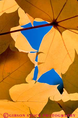 Stock Photo #13871: keywords -  autumn big bright california color colorful fall foliage leaf leaves maple nature pattern patterns plant plants season sky skyward upward upwards vert yellow