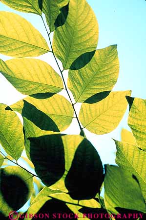 Stock Photo #13872: keywords -  alternate alternates alternating bright chlorophyll color colorful green leaf leaves nature pattern patterns photosynthesis plant plants sky skyward tree up upward upwards vert
