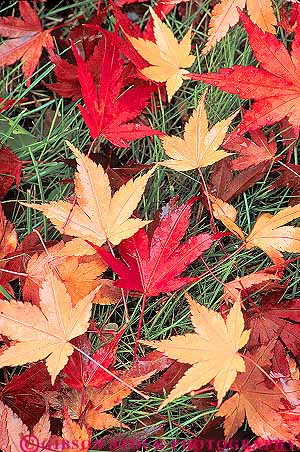 Stock Photo #13873: keywords -  autumn color colorful fall foliage geometric geometrical grass ground leaf leaves maple nature pattern patterns plant plants season vermont vert