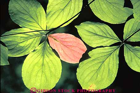 Stock Photo #13874: keywords -  chlorophyll color colorful delicate dogwood fall foliage green horz leaf leaves nature pattern patterns photosynthesis plant plants season translucent translucents