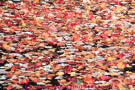 Stock Photo #13875: keywords - autumn calm color colorful england fall float floating floats foliage horz leaf leaves maple nature new pattern patterns plant plants pond ponds quiet red region season serene still texture textures vermont water