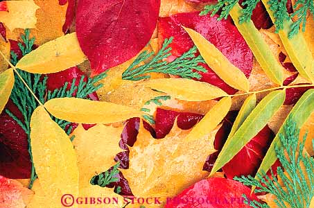 Stock Photo #13876: keywords -  assorted autumn color colorful differ difference different differs fall foliage horz leaf leaves mix mixed nature pattern patterns plant plants season variable varieties variety vary varying