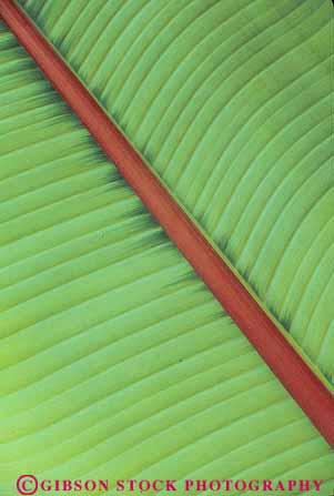 Stock Photo #19150: keywords -  abstract abstraction abstracts bilateral bilaterally detail green image leaf leafs leaves like line linear lines mirror natural nature parallel pattern patterns photosynthesis plant plants symmetrical symmetry vein veins vert