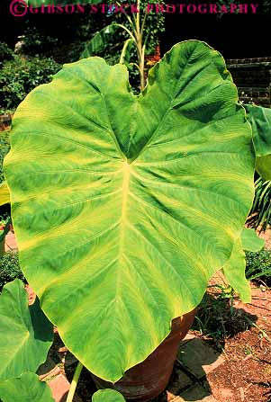Stock Photo #19151: keywords -  bilateral bilaterally ear elephant green heart image leaf leafs leaves like line linear lines mirror natural nature of parallel pattern patterns photosynthesis plant plants shape shaped symmetrical symmetry vein veins vert