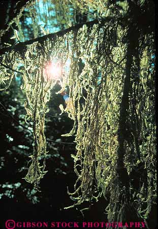 Stock Photo #13828: keywords - branch california epiphyte epiphytes epiphytic hang hanging hangs jedediah lichen lichens nature park plant plants redwood smith state tree vert
