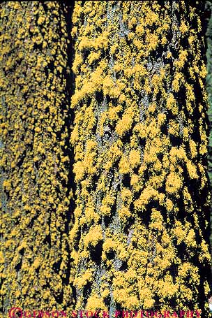 Stock Photo #13829: keywords -  bark california conifer coniferous epiphyte epiphytes epiphytic evergreen fir grow growing grows lichen lichens national nature park parks plant plants public sequoia tree trees vert yellow
