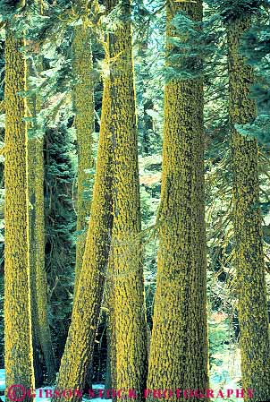 Stock Photo #13830: keywords -  bark california epiphyte epiphytes epiphytic fir forest forests growing lichen lichens linear lines national nature parallel park parks plant plants public straight tree trees vert verticle wild wilderness yellow yosmite
