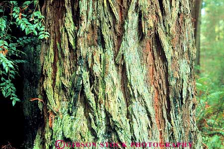 Stock Photo #13831: keywords - bark california epiphyte epiphytes epiphytic forest forests grow growing grows horz lichen lichens nature plant plants redwood redwoods region texture textures tree trees trinidad