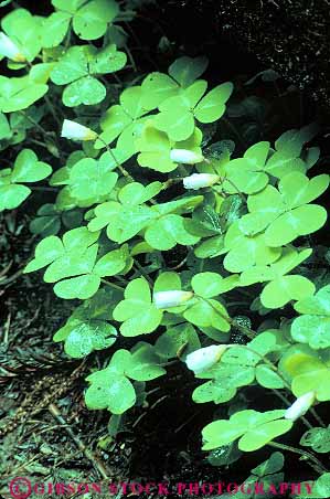 Stock Photo #13832: keywords -  california floor forest green leaf leaves monument monuments muir national nature oxalis park parks plant plants public redwood sorrell vert woods