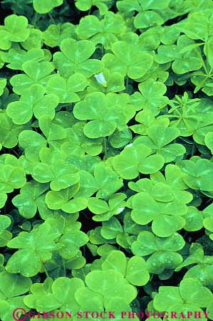 Stock Photo #13833: keywords - california color colorful floor forest green leaf leaves monument muir national nature oxalis pattern patterns plant plants redwood sorrel texture textures vert woods