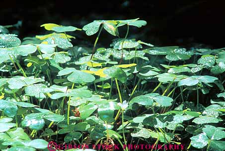 Stock Photo #13834: keywords -  california chlorophyll floor forest green horz humboldt leaf leaves nature oxalis park parks photosynthesis plant plants public redwood redwoods region sorrel state