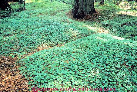 Stock Photo #13835: keywords - california floor forest green horz humboldt leaf leaves nature oxalis park parks plant plants public redwood redwoods sorrel state