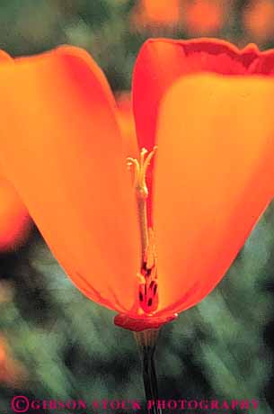 Stock Photo #3476: keywords -  blossom california closeup flower nature orange poppy state summer vert