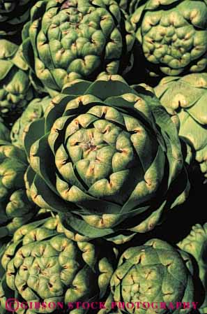 Stock Photo #6458: keywords -  agriculture artichoke artichokes california crop crops cultivate cultivated cultivating cultivation farm farming farms food green produce vert