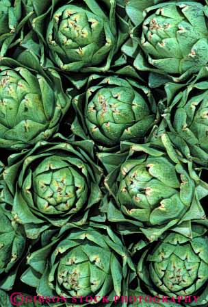 Stock Photo #6459: keywords -  agriculture artichoke artichokes california crop crops cultivate cultivated cultivating cultivation farm farming farms food green produce vert