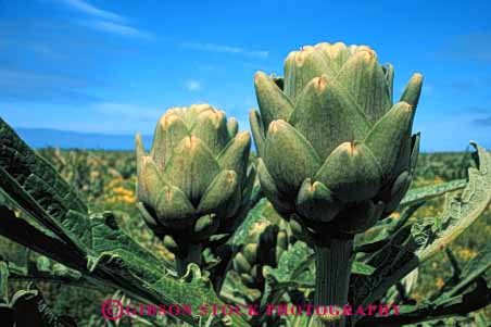Stock Photo #6461: keywords - agriculture artichoke artichokes california crop crops cultivate cultivated cultivating cultivation farm farming farms food green horz plant produce