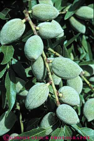 Stock Photo #6463: keywords - agriculture almond almonds california crop crops nut nuts orchard produce tree vert