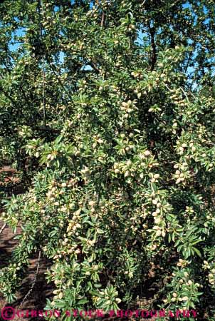Stock Photo #6464: keywords - agriculture almond almonds california crop crops nut nuts orchard produce tree vert