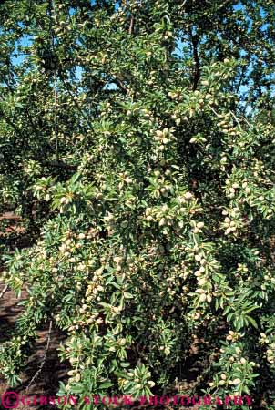 Stock Photo #6464: keywords -  agriculture almond almonds california crop crops nut nuts orchard produce tree vert