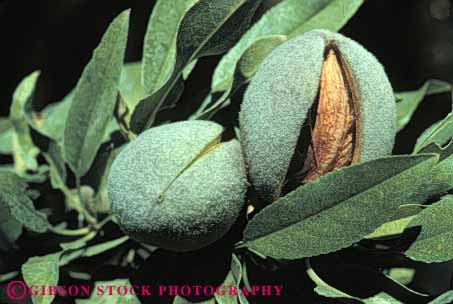 Stock Photo #6465: keywords -  agriculture almond almonds california crop crops horz nut nuts orchard produce tree