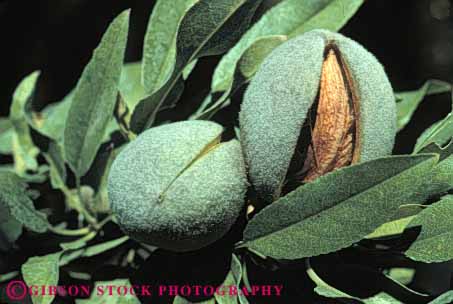 Stock Photo #6465: keywords - agriculture almond almonds california crop crops horz nut nuts orchard produce tree