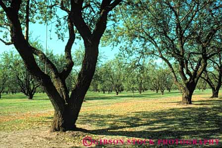 Stock Photo #6466: keywords - agriculture almond almonds california crop crops cultivate cultivated cultivating cultivation farm farming farms grow growing growth horz nut nuts orchard orchards produce seed seeds tree trees