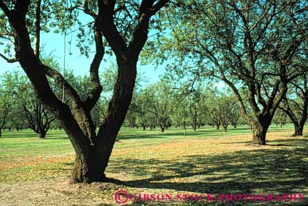 Stock Photo #6466: keywords -  agriculture almond almonds california crop crops cultivate cultivated cultivating cultivation farm farming farms grow growing growth horz nut nuts orchard orchards produce seed seeds tree trees