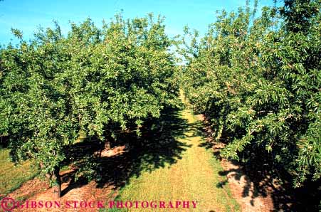 Stock Photo #6467: keywords -  agriculture almond almonds california crop crops cultivate cultivated cultivating cultivation farm farming farms green grow growing growth horz nut nuts orchard orchards produce row rows seed seeds tree trees