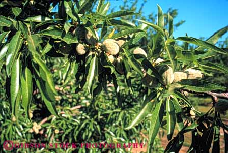 Stock Photo #6468: keywords -  agriculture almond almonds california crop crops cultivate cultivated cultivating cultivation farm farming farms grow growing growth horz nut nuts orchard orchards produce seed seeds tree trees