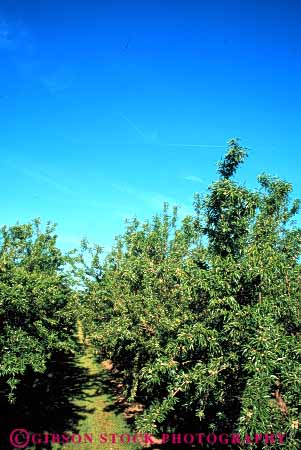 Stock Photo #6470: keywords -  agriculture almond almonds california crop crops cultivate cultivated cultivating cultivation farm farming farms grow growing growth nut nuts orchard orchards produce row rows seed seeds tree trees vert