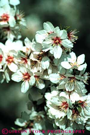 Stock Photo #6471: keywords - agriculture almond almonds blossom blossoms california crop crops cultivate cultivated cultivating cultivation farm farming farms flower flowering grow growing growth nut nuts orchard orchards produce seed seeds spring tree trees vert