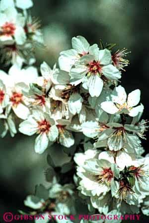 Stock Photo #6471: keywords -  agriculture almond almonds blossom blossoms california crop crops cultivate cultivated cultivating cultivation farm farming farms flower flowering grow growing growth nut nuts orchard orchards produce seed seeds spring tree trees vert