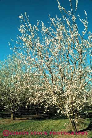 Stock Photo #6472: keywords -  agriculture almond almonds blossom blossoms california crop crops cultivate cultivated cultivating cultivation farm farming farms flower flowering grow growing growth nut nuts orchard orchards produce seed seeds spring tree trees vert