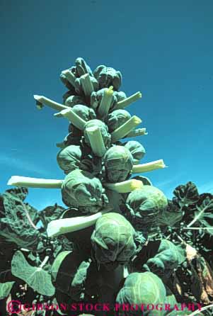 Stock Photo #6473: keywords - array brussel brussels california circular cole crop crops food green lots many plant produce round sphere spherical sprout sprouts trimmed vegetable vert