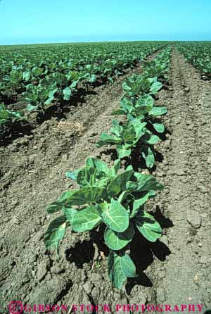 Stock Photo #6474: keywords -  array brussel brussels california circular cole crop crops cultivate cultivated cultivating cultivation dirt earth food green grow growing growth immature leaf leaves lots many plant plants produce round row rows soil sphere spherical sprout sprouts vegetable vert