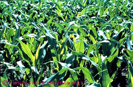 Stock Photo #3311: keywords -  agriculture corn crop farm field green grow horz iowa