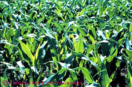 Stock Photo #3311: keywords - agriculture corn crop farm field green grow horz iowa