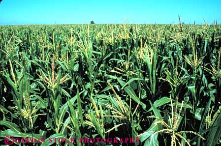 Stock Photo #6476: keywords - agriculture california corn crop crops cultivate cultivated cultivating cultivation farm farming farms food grain green grow growing growth horz plant plants row rows vegetable