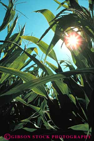 Stock Photo #6478: keywords -  agriculture burst california corn crop crops cultivate cultivated cultivating cultivation farm farming farms food grain green grow growing growth leaf leaves plant row rows sun vegetable vert