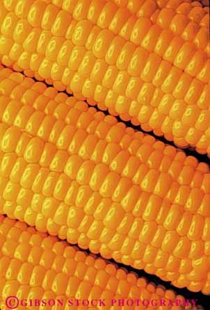 Stock Photo #6479: keywords -  agriculture cobs corn crop crops ear ears farm farming farms food grain grid kernel kernels line orange pattern plant produce repeat repeating repeats row rows seed seeds square uniform vegetable vert yellow