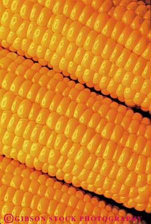 Stock Photo #6479: keywords - agriculture cobs corn crop crops ear ears farm farming farms food grain grid kernel kernels line orange pattern plant produce repeat repeating repeats row rows seed seeds square uniform vegetable vert yellow